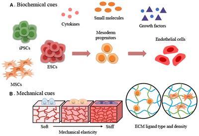 Extracellular matrix cues regulate the differentiation of pluripotent stem cell-derived endothelial cells